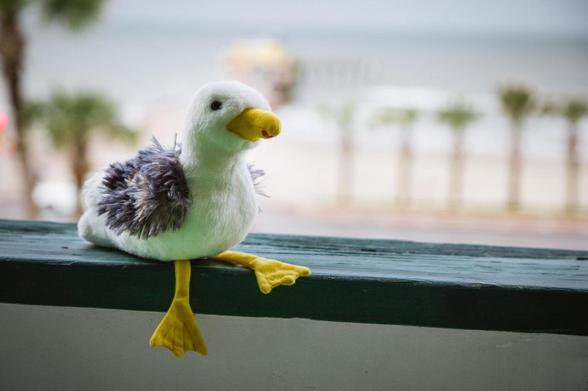 Cdm 303 - Sandy Seashore Solace Galveston Dış mekan fotoğraf